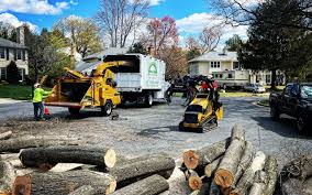 Best Stump Grinding and Removal  in Grayling, MI