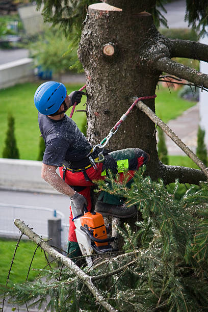 Best Utility Line Clearance  in Grayling, MI