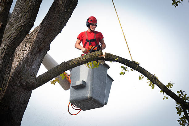 How Our Tree Care Process Works  in  Grayling, MI