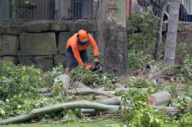  Grayling, MI Tree Removal Pros